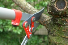 Abattage, Elagage et taille des arbres
